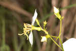 White meadowbeauty